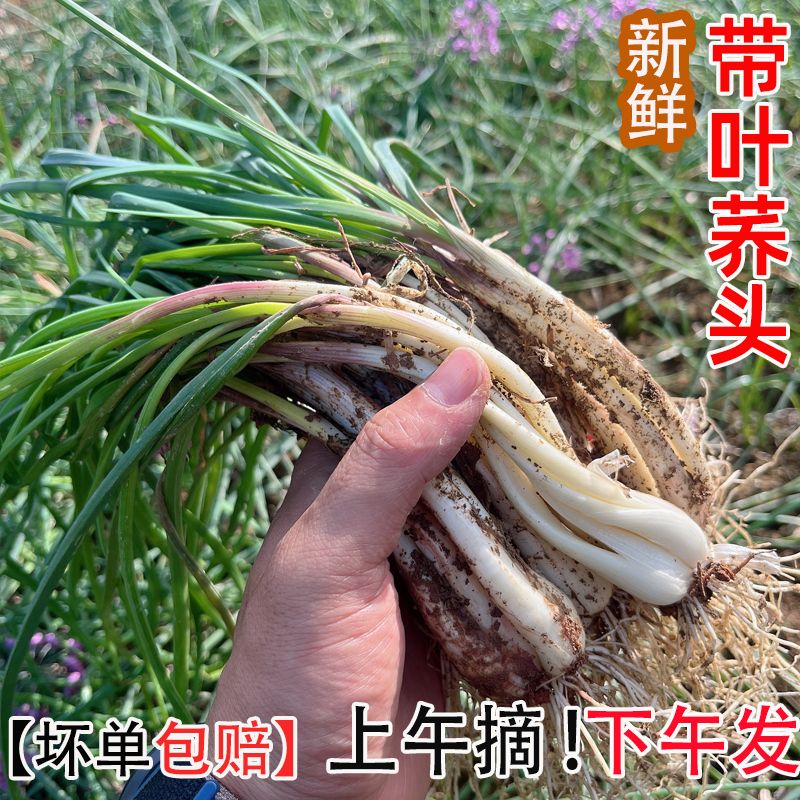 新鲜藠头荞头带叶农家自种