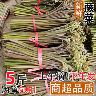 现货新鲜厥菜5斤野生蔬菜甜蕨野菜蕨菜下饭菜当季龙爪拳头菜包邮