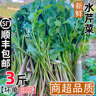 新鲜水芹菜3斤江西当季蔬菜小香芹河芹现摘白芹采青绿菜顺丰包邮