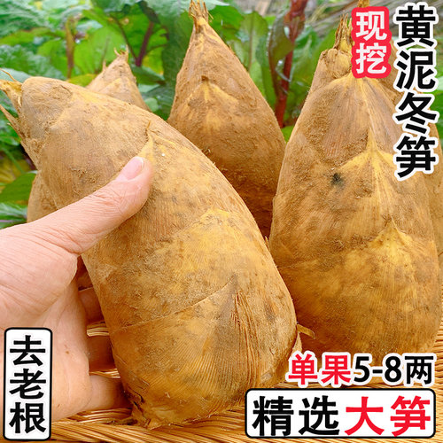 江西宜春现挖春笋黄泥笋