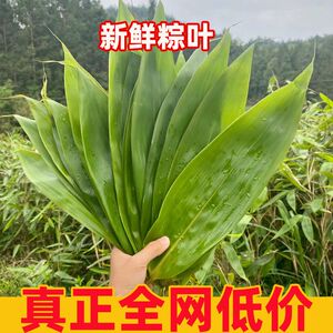 粽子叶新鲜精选粽叶大号商家用免邮包粽子的叶子端午棕叶干叶批发