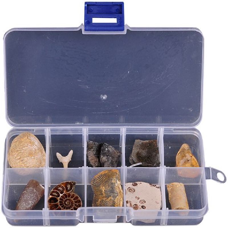 10 pcs Ancient Fossili Paleontology for Kids Fossils Real