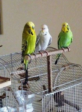 Perlengkapan Mainan Putar Istirahat Hewan Peliharaan Ayunan