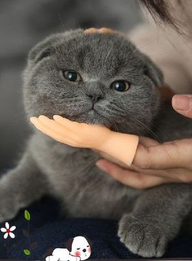 Tangan Mini Lucu Bentuk Telapak Tangan Kreatif Tempat Tidur