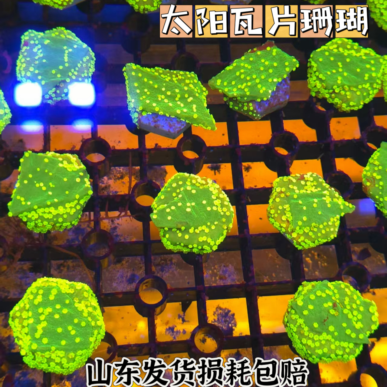 荧光太阳瓦片活体珊瑚人工繁殖新手调色片海缸造景珊瑚