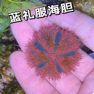 蓝礼服海胆海洋小宠物马粪海胆除藻海缸生物紫海胆清洁小丑鱼鱼缸