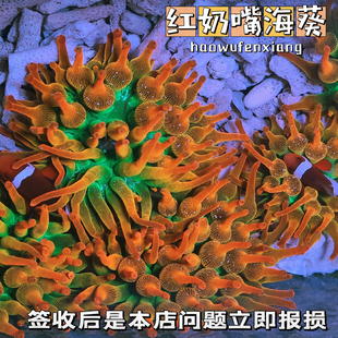 海水红奶嘴海葵软体小丑鱼共生海葵绿奶嘴海葵荧光奶嘴海缸地毯