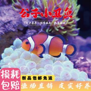 小丑鱼人工海水生物奥黑全纹公子小丑鱼海缸皮实尼莫奥黑海葵共生