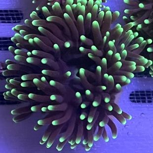 星空海葵火山海葵海水观赏生物奶嘴海葵地毯海葵公主葵海水养殖