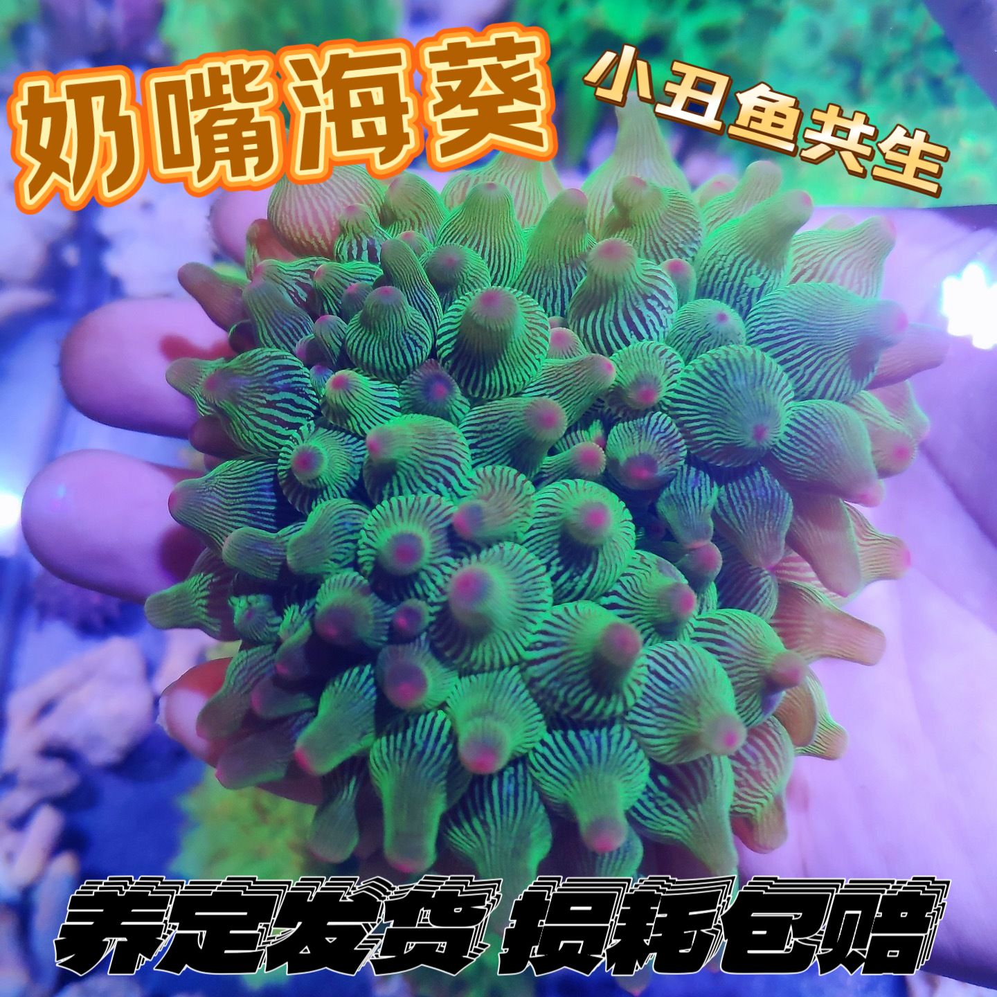 奶嘴海葵红奶嘴小丑共生海葵荧光软体珊瑚地毯海缸生物小丑鱼