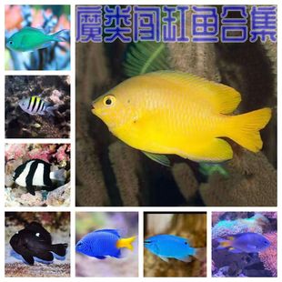 魔类闯缸鱼黄尾黄肚魔黄肚海水鱼观赏鱼青魔蓝魔海水鱼活体