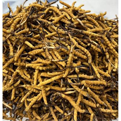 2正02非2年雪JRU山头期新鲜冬虫夏宗虫草人工虫草现刷现发可视频