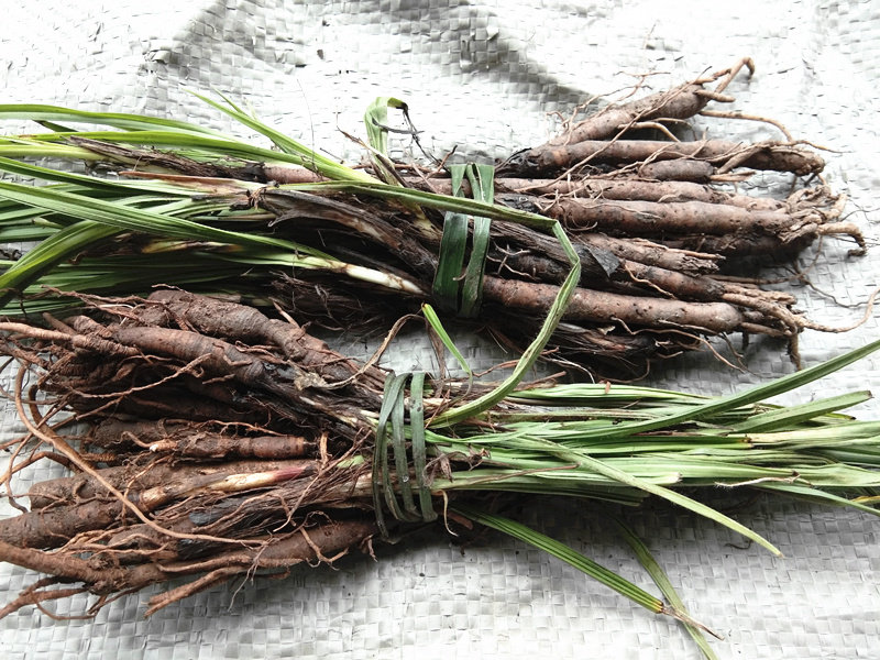 野山新鲜仙茅参中药材 独脚仙矛小棕根贵州滋补食用独角仙毛500克