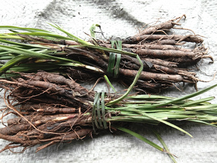 野山新鲜仙茅参中药材 独脚仙矛小棕根贵州滋补食用独角仙毛500克