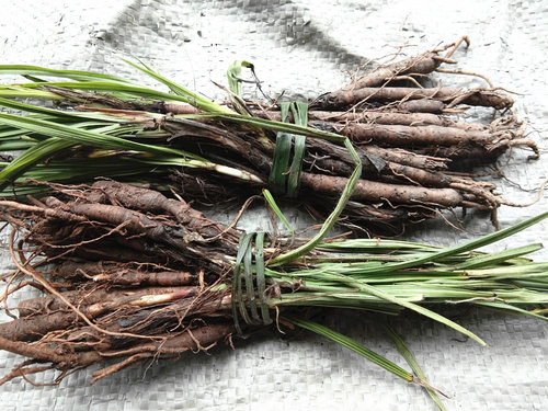 地产草药贵州独角仙茅纯天然草药