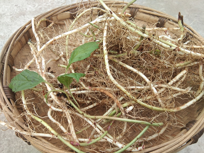 新晒干货三角咪中药材 山板凳毛叶板凳果铁螃蟹高原地产草药500克