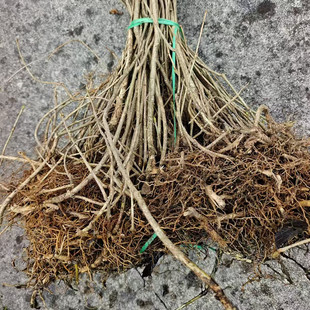 新鲜苗药臭羊山 贵州臭常山中药材臭山羊臭阳山臭鸡瘟和常山500克