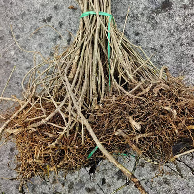 贵州新鲜臭羊山中药材苗药臭常山