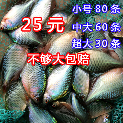 高体鳑鲏旁皮鱼观赏鱼活体彩石七彩旁皮原生鱼热带小型淡水冷水