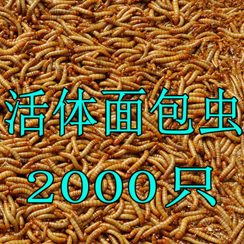 包邮活体面包虫活体黄粉虫宠物饲料八哥话梅鸟龙鱼饲料活虫2000只