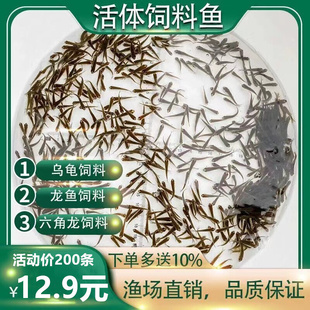 乌龟吃的小鱼苗喂乌龟饲料活鱼龟粮食蚊鱼麦穗鱼斗鱼龙鱼饲料活体