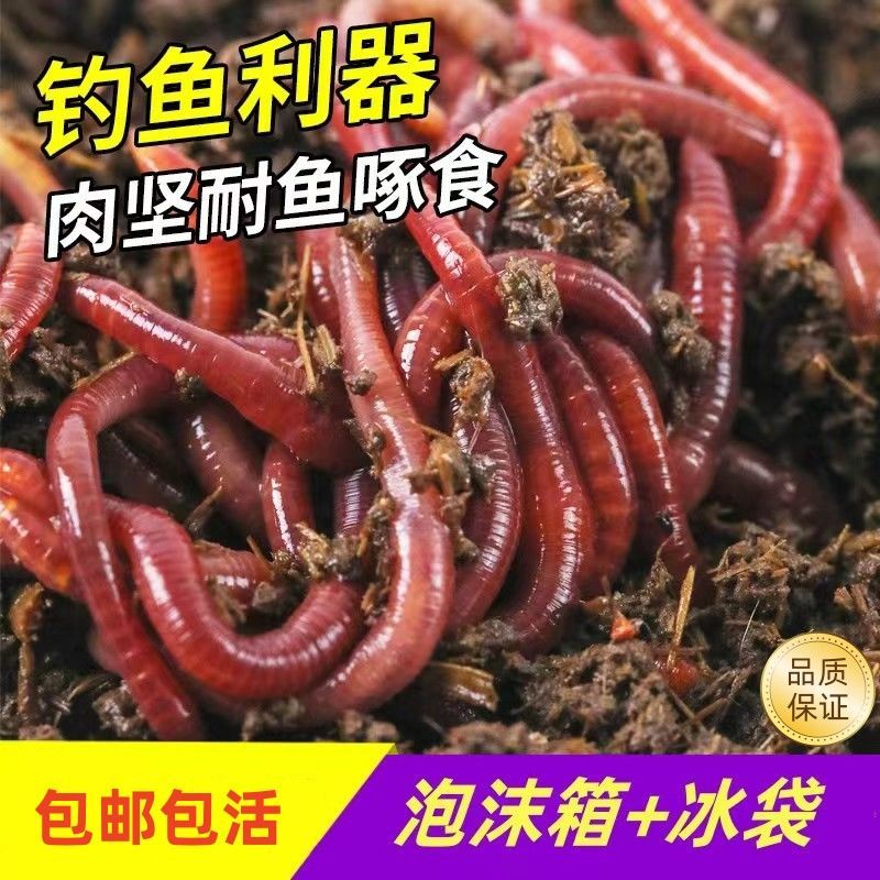 蚯蚓大号红蚯蚓活饵钓鱼垂钓钓鱼饵料野钓散装包邮新鲜牛粪蚯蚓