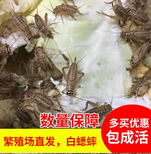 蛐蛐活物蟋蟀卵活物针头波子角蛙白蛐蛐大号一斤油葫芦蟋蟀