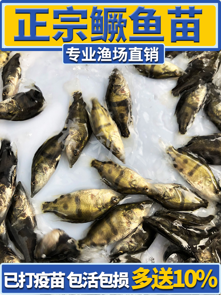 鳜鱼苗桂花鱼苗淡水养殖食用翘嘴鳜大眼鳜斑鳜鱼肉食活体鲈鱼鱼苗