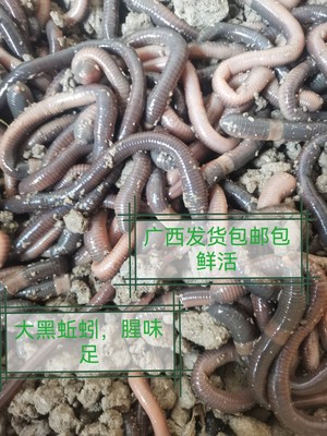 鱼饵窝料蚯蚓大黑蚯蚓钓鱼饵料活饵腥味海钓广西发货，包邮包鲜活