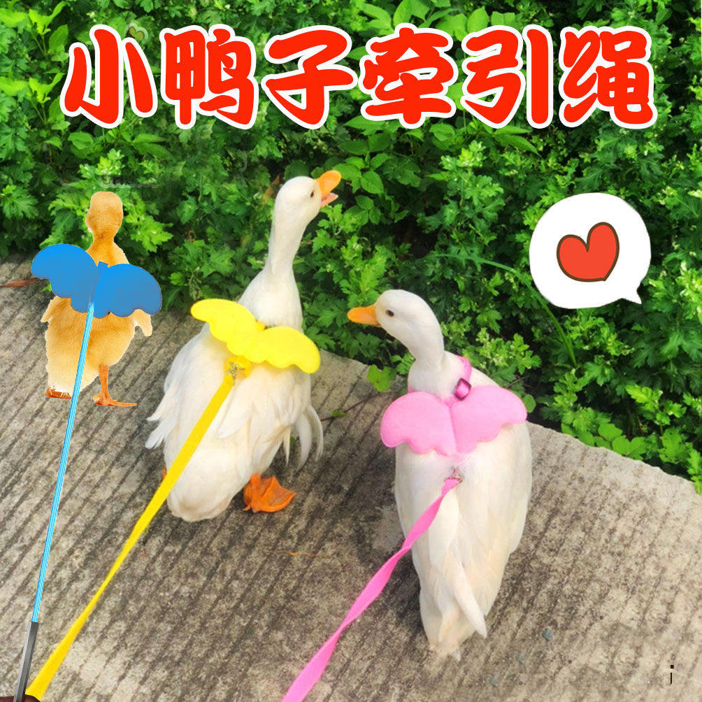 柯尔鸭牵引绳小鸭子遛鸭子绳小鸡溜鹅遛鸡绳专用外出养小鸭子用品