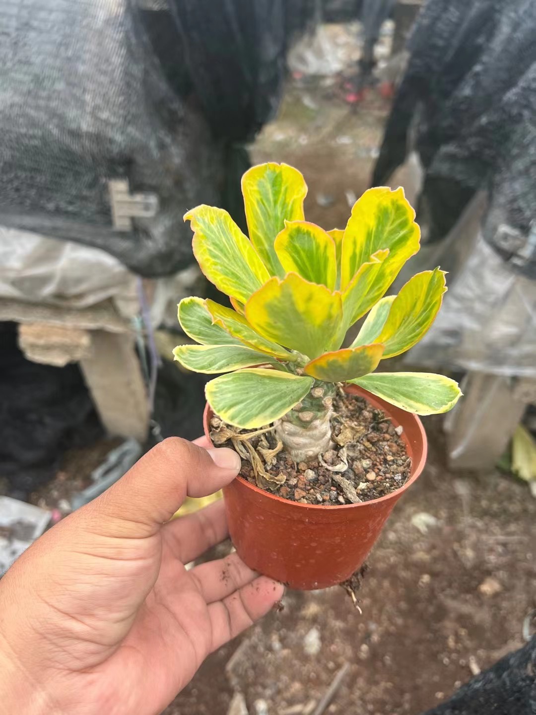 稀有扇贝麒麟锦多肉大戟科沙漠沙生植物盆栽防辐射客厅庭院美观