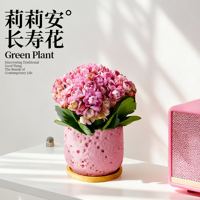 长寿花盆栽粉色莉莉安重瓣大花带花苞室内桌面植物新手好养活绿植