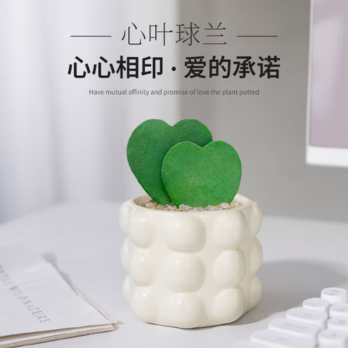 心叶球兰小盆栽一片心多肉植物室内办公桌面绿植仙人掌科两片真心