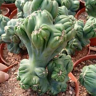 稀有仙人山紫云罗汉山影仙人掌多肉五指山梦黄金虎头山影彩山影锦