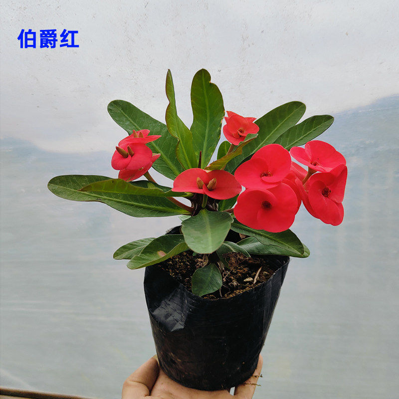 四季开花大叶大花虎刺梅盆栽麒麟花稀有品种铁海棠耐旱花卉植物