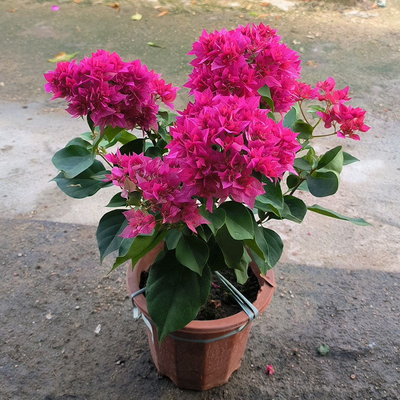重瓣三角梅老桩盆栽带花庭院阳台好花卉养植物重瓣红怡景粉黄橙