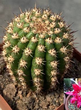 帕帕基诺稀有毛花柱仙人柱好养易活紫色大花彩草室内防辐射仙人掌