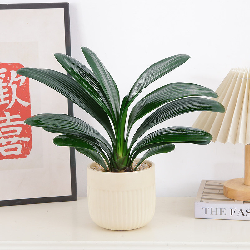 君子兰盆栽室内易打理观叶绿植四季常青盆景新手入门级植物盆栽