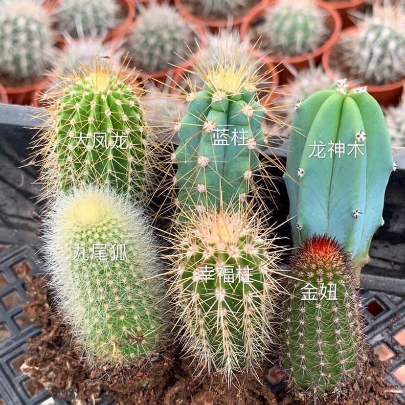 有根仙人柱套餐好养易活仙人掌类植物盆栽可长超大阳台绿植防辐射
