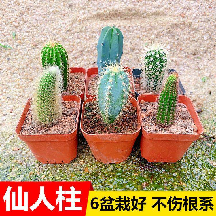 蓝柱仙人柱组合套餐室内多肉植物盆栽龙神木仙人球