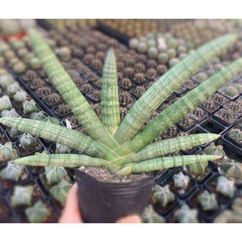 佛手佛前香棒叶虎尾兰虎皮兰绿植仙人球仙人掌多肉植物