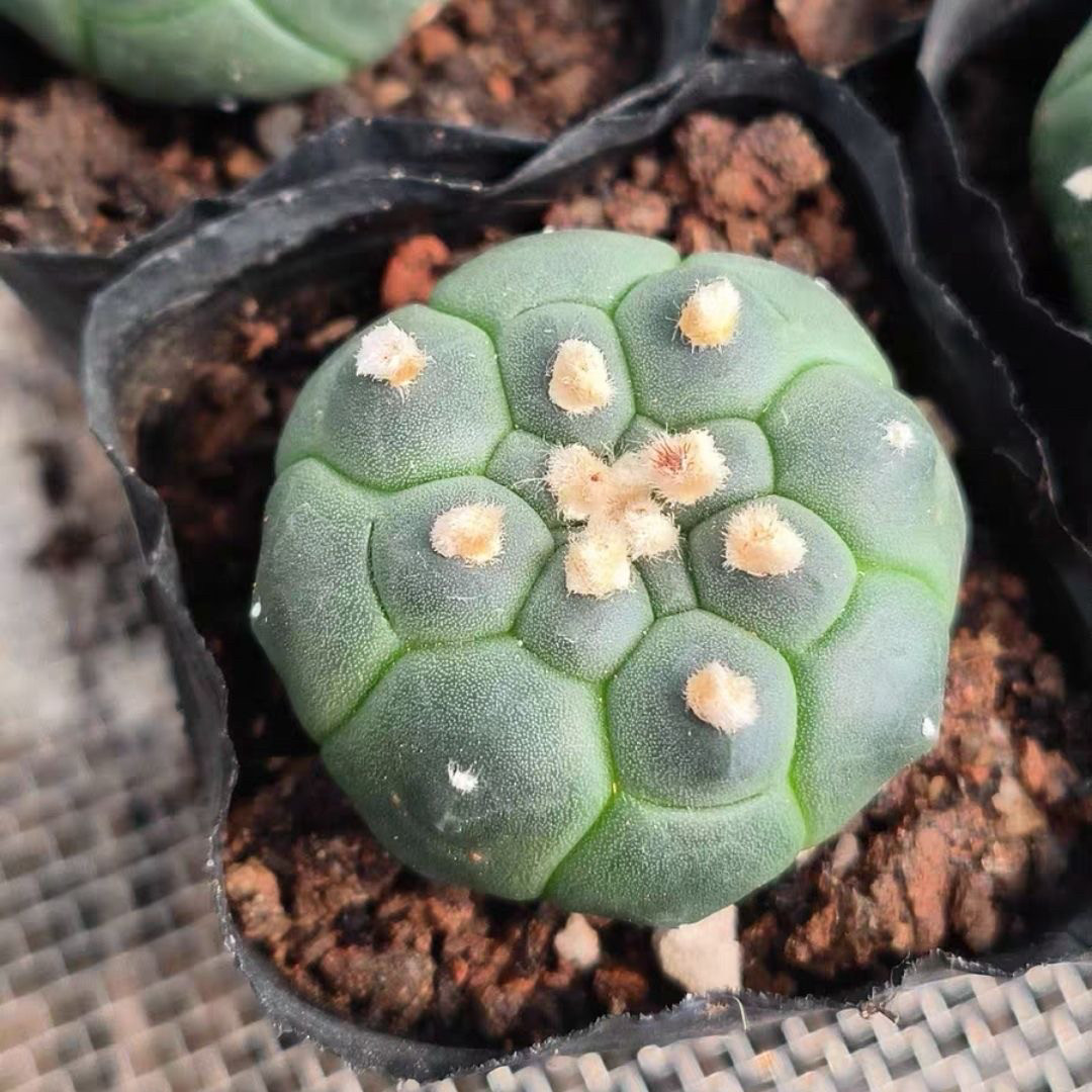 实生龟甲兜仙人球开花球盆栽包邮美观