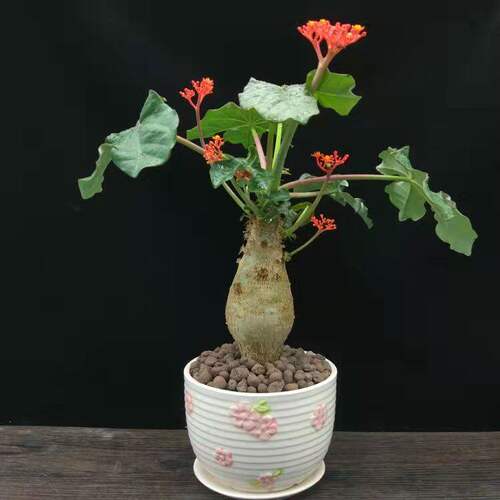 热销佛肚海棠块根植开花观花赏佛肚树多肉植物懒人桌面盆栽