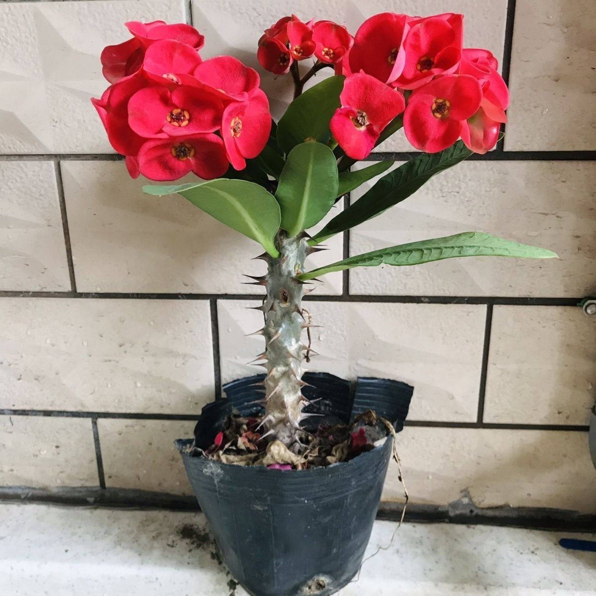四季开漂亮 大花大叶大红虎刺梅带花苞铁海棠庭院 阳台盆栽植物
