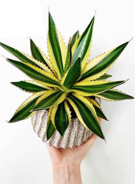 沙生植物五色万代龙舌兰科庭院景观自然颜色超大好养室内阳台绿植