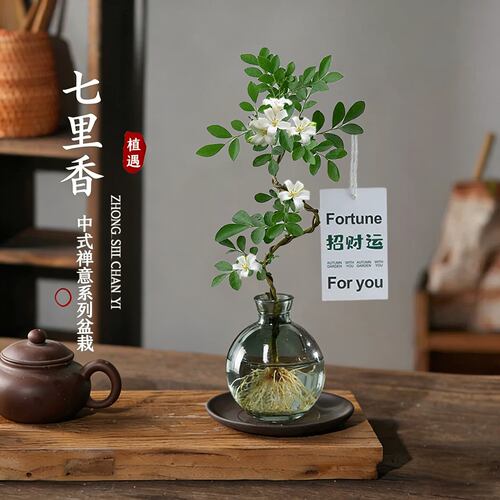 七九里香盆栽水培植物办公室内桌面绿植茉莉花水养懒人花卉盆景