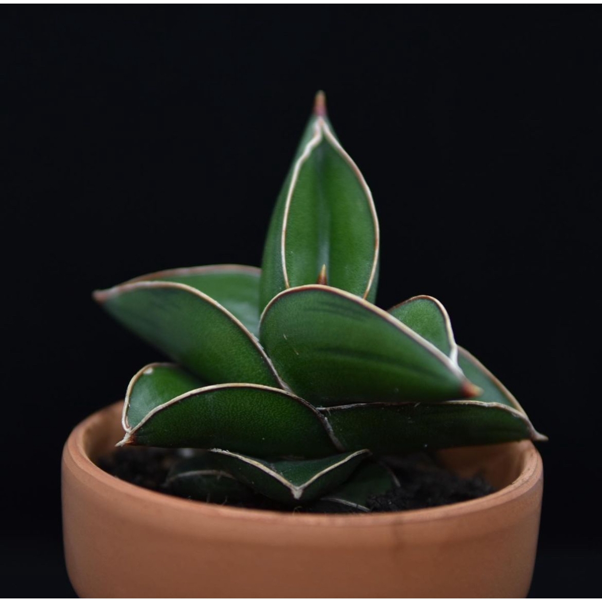 玫瑰武士虎尾兰Sansevieria Warshi室内多肉块根植物龙舌兰虎皮兰