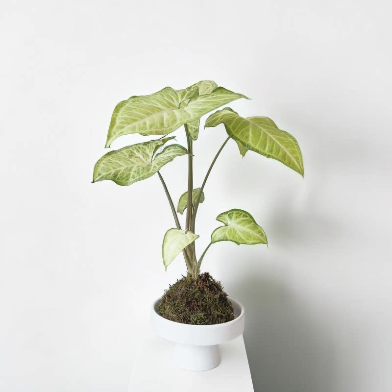 绿精灵合果芋苔藓球水培植物室内办公室盆栽净化空气懒人好养摆件