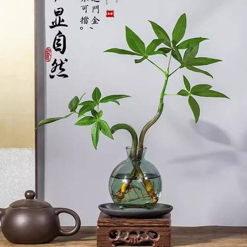 水培植物发财树奇趣造型办公室内桌面绿植招财摆件四季常青好养