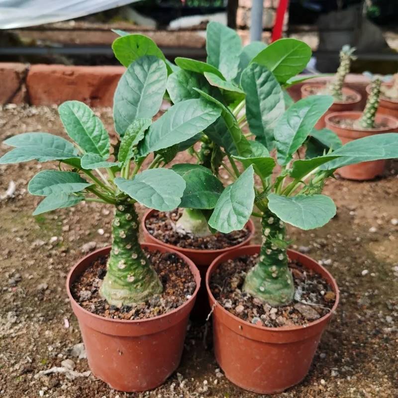 琉桑块根植物稀有像椰子树状奇趣多肉迷你小盆栽绵叶硫桑夏种型花